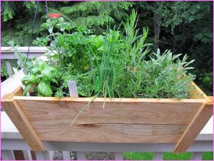container herb pot for backyard garden