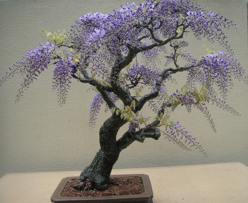 bonsai flower for a zen garden