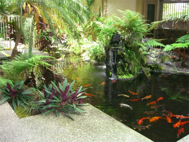 courtyard koi fish pond