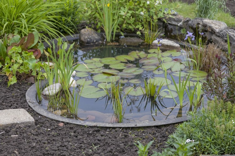 fish pond in zen garden