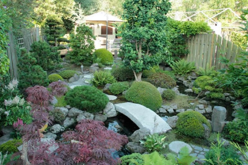 japanese garden in summer with evergreen shrub