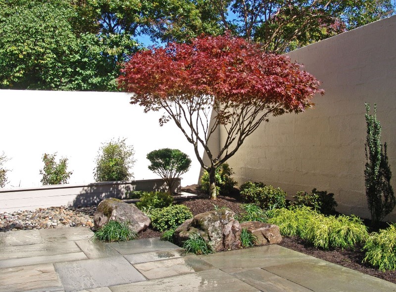 japanese maple tree in backyard zen garden