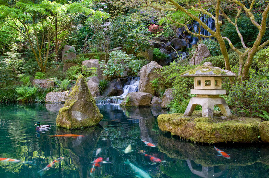 koi fish pond in a zen garden