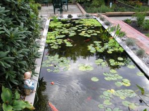 koi fish pond with water plan in japanese style garden