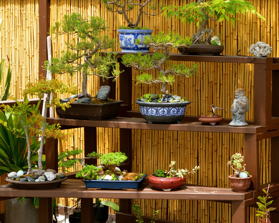 japanese fence panel with bonsai tree