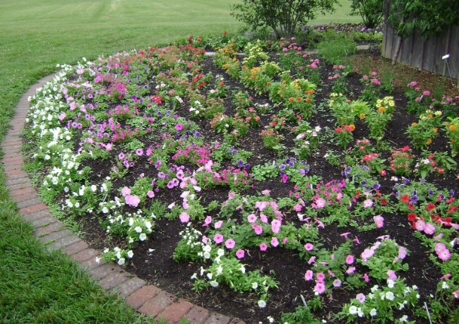 beautiful rose garden for small back yard