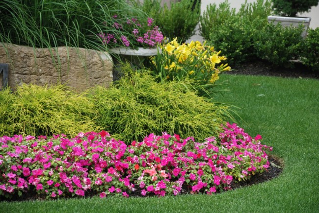 pink rose garden for a small yard