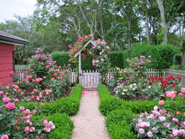 rose garden for a cottage house