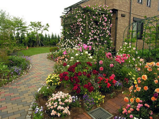 small garden rose shrub design