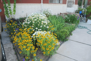daisy flower bed in tiny front yard