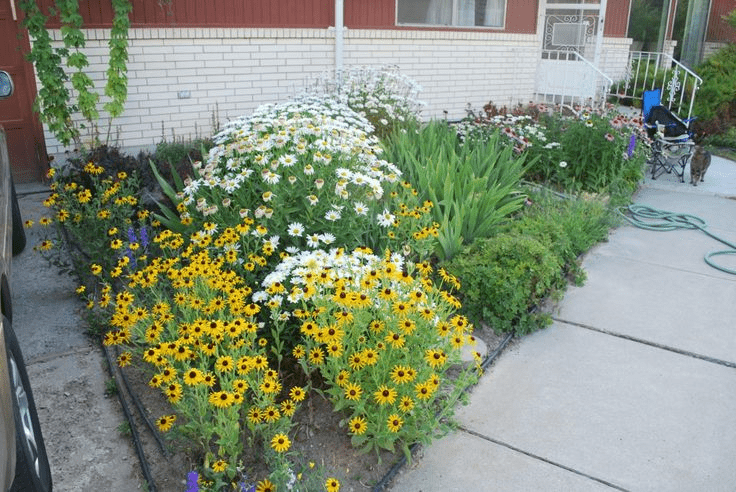 daisy flower bed in tiny front yard