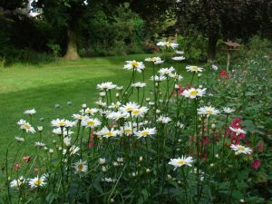 daisy flower garden for front yard