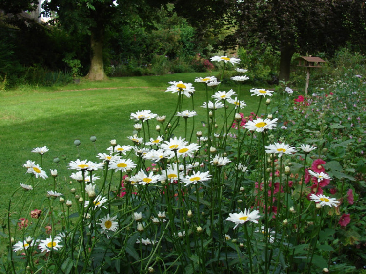 Gerbera daisy flower garden for front yard