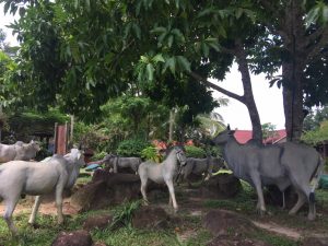 lots of statue of cambodian cows and a horse