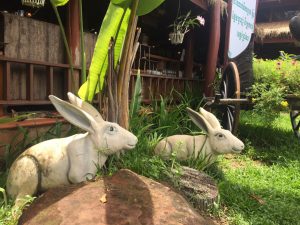 rabbit statue in picnic cambodia resort along national road 4