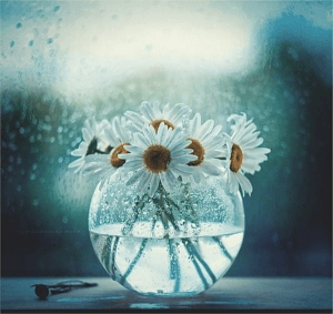 white and yellow daisy flower arrangement in a fish tank