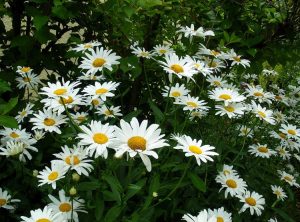 white and yellow daisy garden for front yard