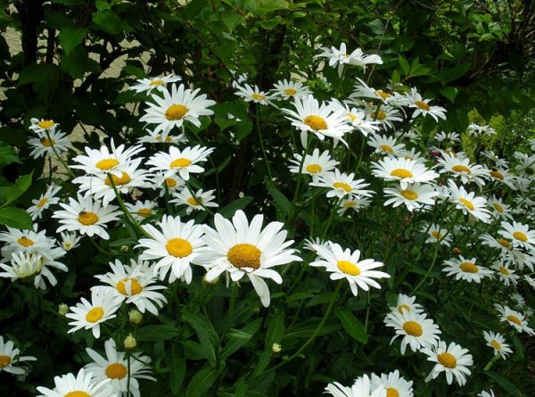 12 daisy garden design for small yards - gardening flowers
