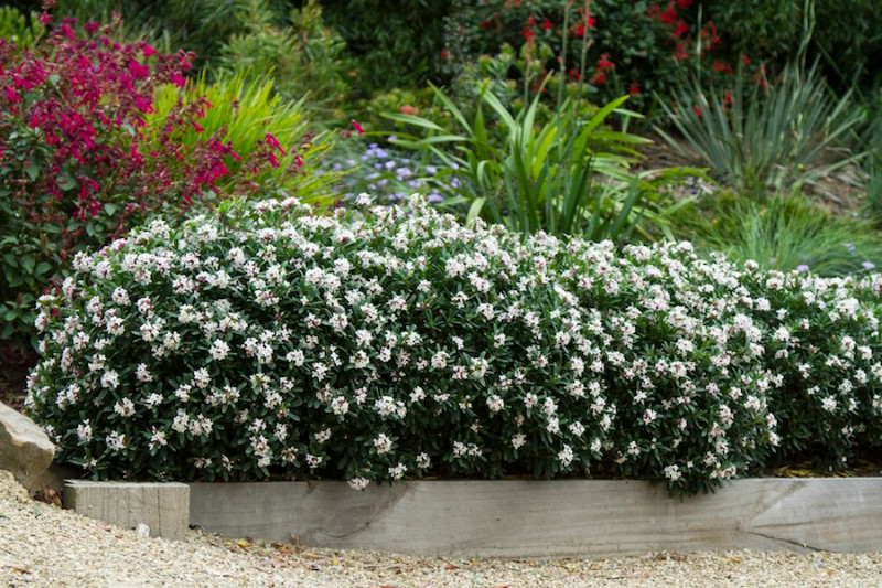 Daphne eternal fragrance white flower as hedge