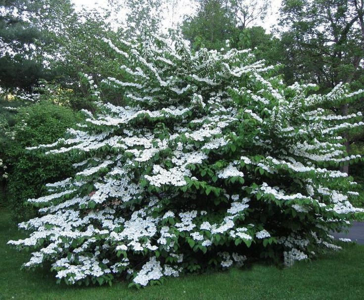 a large prague viburnum tree in my backyard