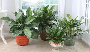 chinese evergreen for indoor houseplant