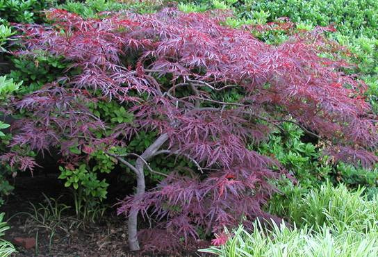 crimson queen maple tree dwarf