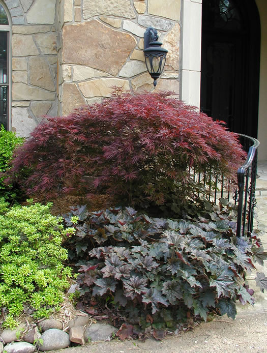 dwarf japanese maple tree in the front yard