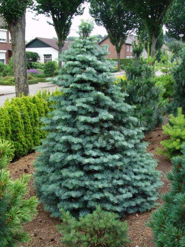 dwarf suisse silver whisper pine tree in front yard