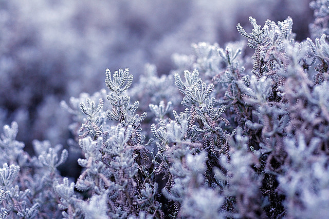 frost lavender in backyard garden evergreen shrub