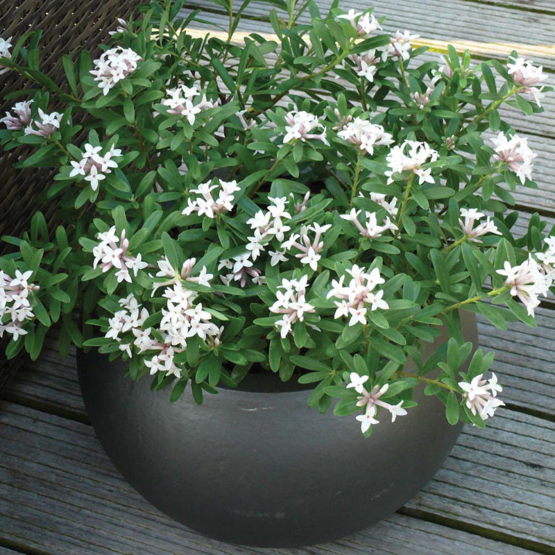 growing daphne in containers