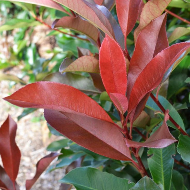healthy leaves of red tip photinia