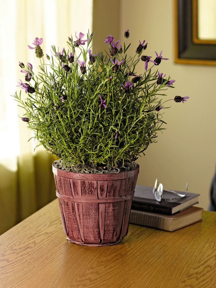 lavender in pots in my kitchen