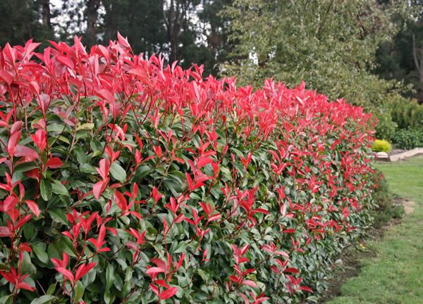 red tip photinia hedge
