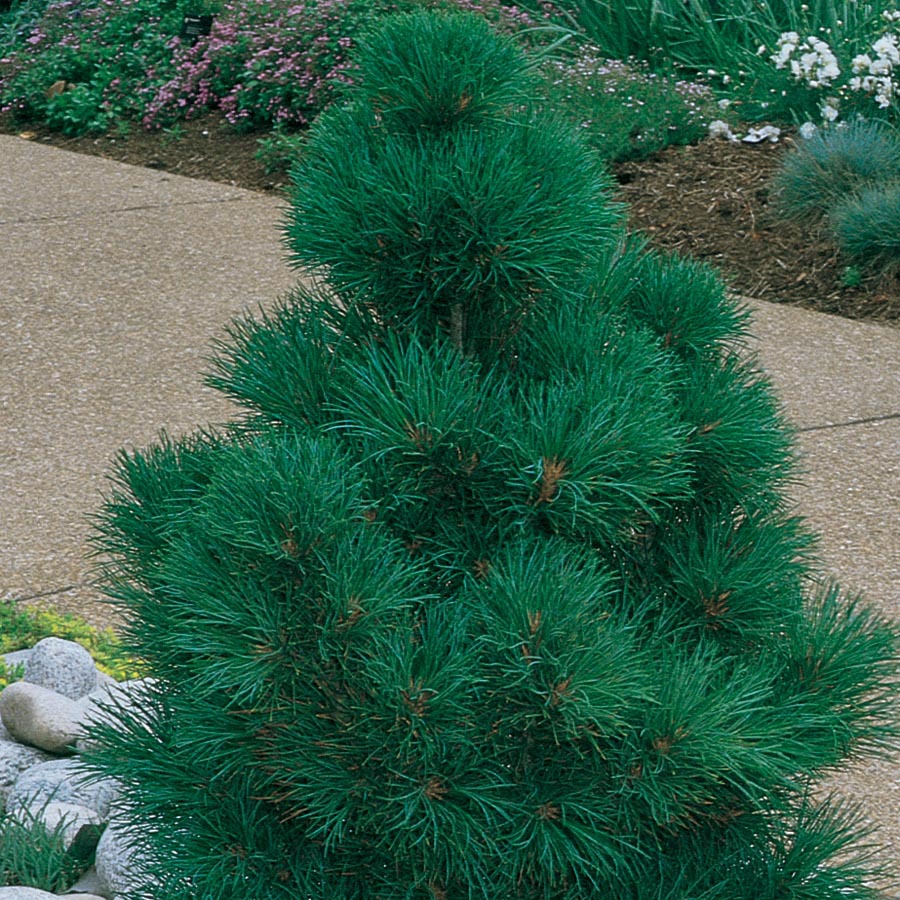 silver whisper suisse stone pine tree for backyard