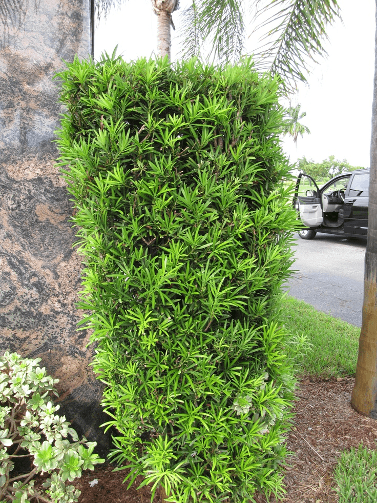 swiss pine tree as hedge wall
