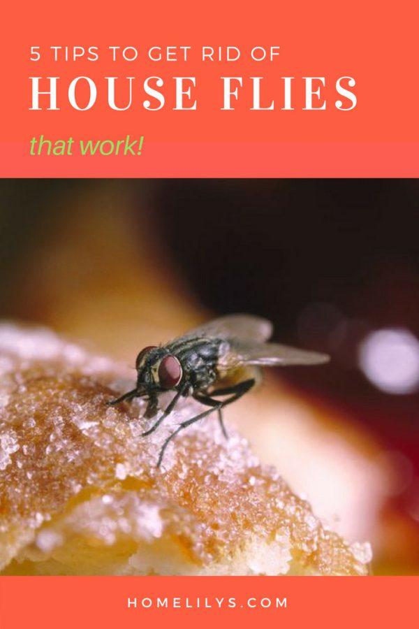 5 Actionable tips to get rid of houseflies quickly that works