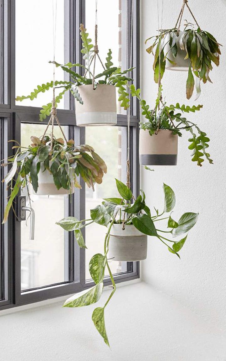 hanging planter next to window